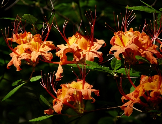 {Rhododendron calendulaceum}